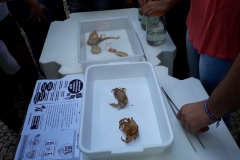feira-de-ciencia-sociedade-em-defesa-da-educacao-91